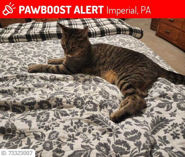 Lost Female Cat last seen Forest Glen Drive/Walden Way, Imperial, PA 15126