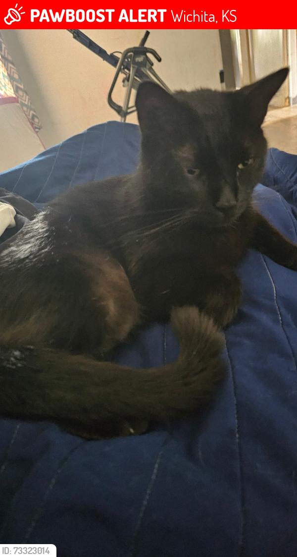 Lost Male Cat last seen Harry and Ellis, Wichita, KS 67211