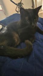 Lost Male Cat last seen Harry and Ellis, Wichita, KS 67211