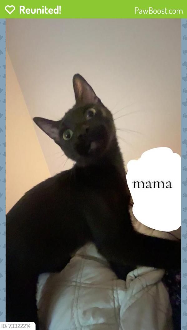 Reunited Female Cat last seen Jeb Stewart street possibly the street above 2605 knoxville dr, League City, TX 77573