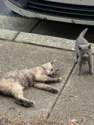 Found/Stray Female Cat last seen Redcomb Dr, Cartersville, GA 30120