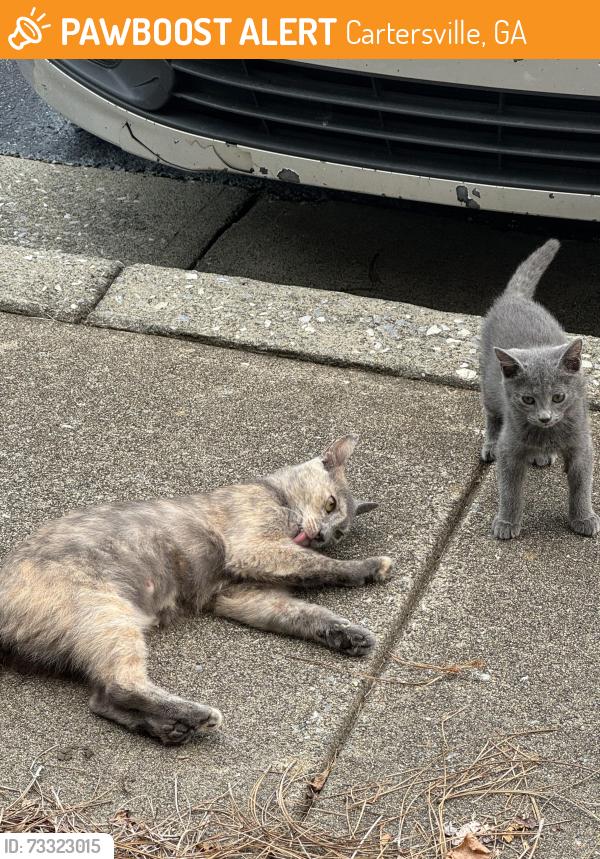 Found/Stray Female Cat last seen Redcomb Dr, Cartersville, GA 30120