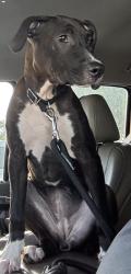 Reunited Unknown Dog last seen Port St Lucie, Port St. Lucie, FL 34986