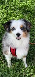 Lost Female Dog last seen Edmonton, Pasadena, TX 77503