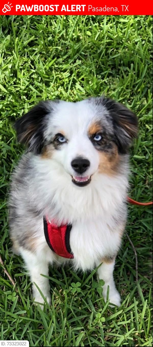 Lost Female Dog last seen Edmonton, Pasadena, TX 77503