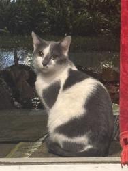Lost Male Cat last seen 4th and Charlotte, Kansas City, MO 64106