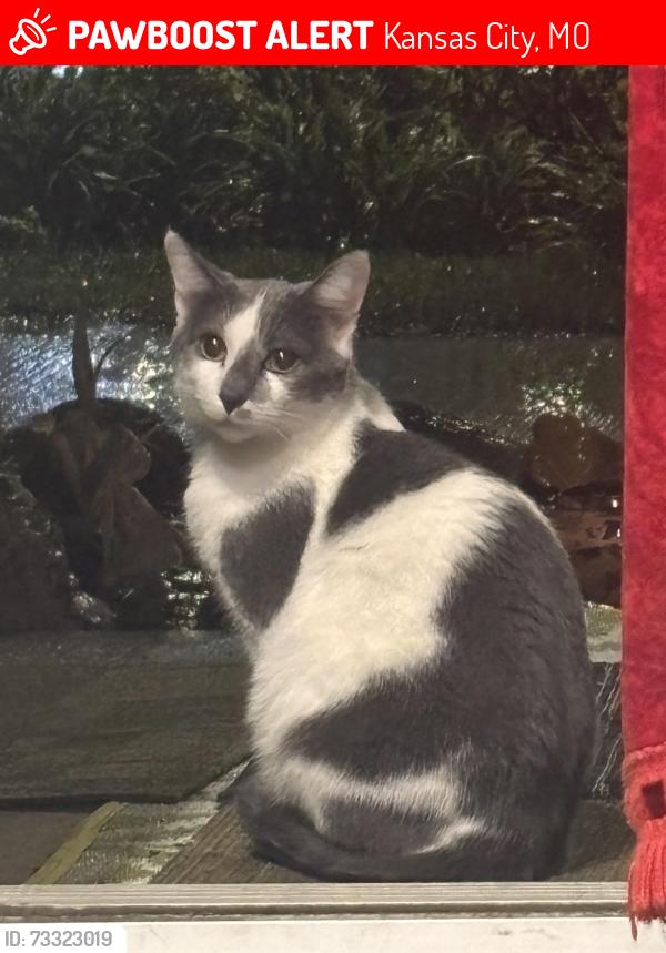 Lost Male Cat last seen 4th and Charlotte, Kansas City, MO 64106