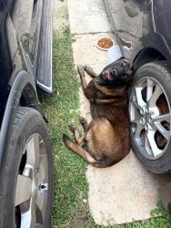 Lost Male Dog last seen Jupiter st, San Antonio, TX 78226