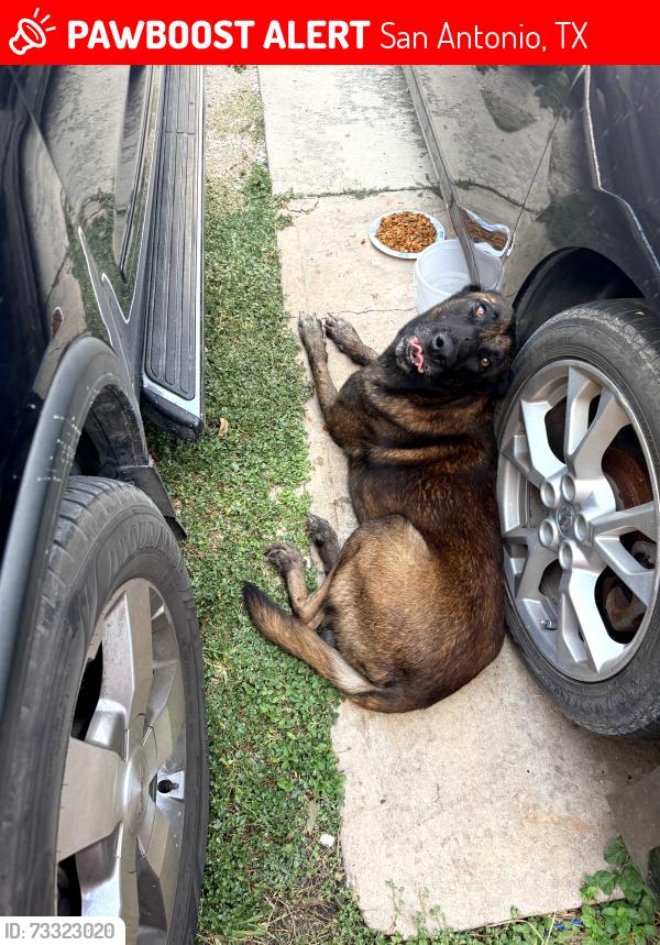 Lost Male Dog last seen Jupiter st, San Antonio, TX 78226