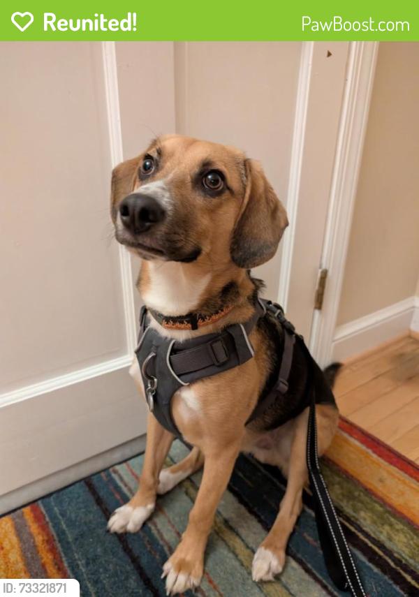 Reunited Male Dog last seen Linthicum Heights Library, Linthicum Heights, MD 21090