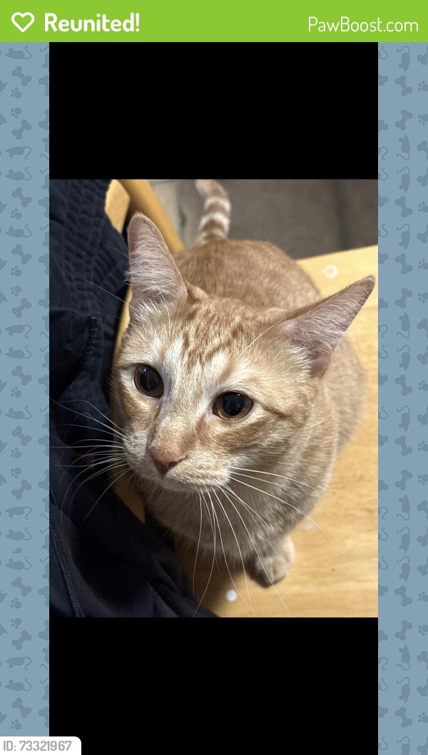 Reunited Male Cat last seen Ford city mall, Chicago, IL 60652