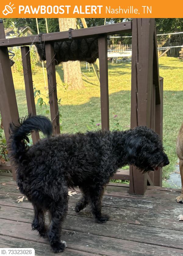 Found/Stray Female Dog last seen McCrory flts, Nashville, TN 37221