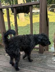 Found/Stray Female Dog last seen McCrory flts, Nashville, TN 37221