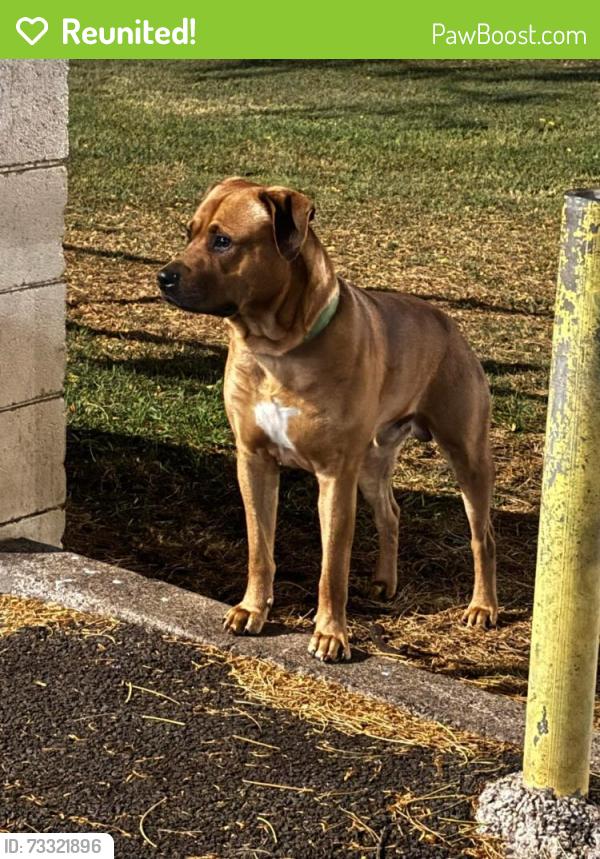 Reunited Male Dog last seen Kam 1V , Kalihi valley , KPT, Honolulu, HI 96819
