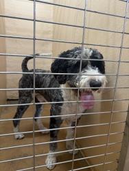 Reunited Male Dog last seen Near Lowe’s, Temple, TX 76502