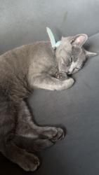 Lost Female Cat last seen Mixenden Halifax HX2 8SB, West Yorkshire, England HX2 8SB