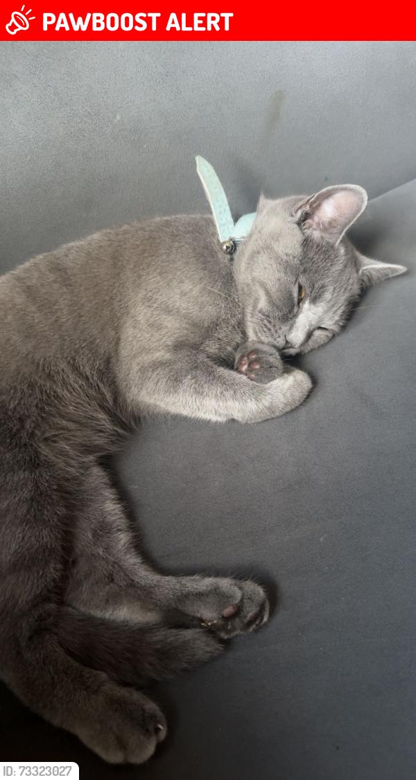 Lost Female Cat last seen Mixenden Halifax HX2 8SB, West Yorkshire, England HX2 8SB
