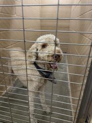 Reunited Male Dog last seen Near Lowe’s, Temple, TX 76502