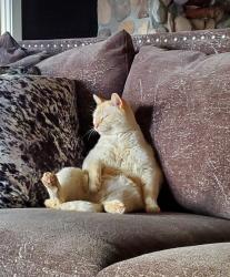 Lost Male Cat last seen Grover Clevland and S Lecanto Hwy, Lecanto, FL 34461