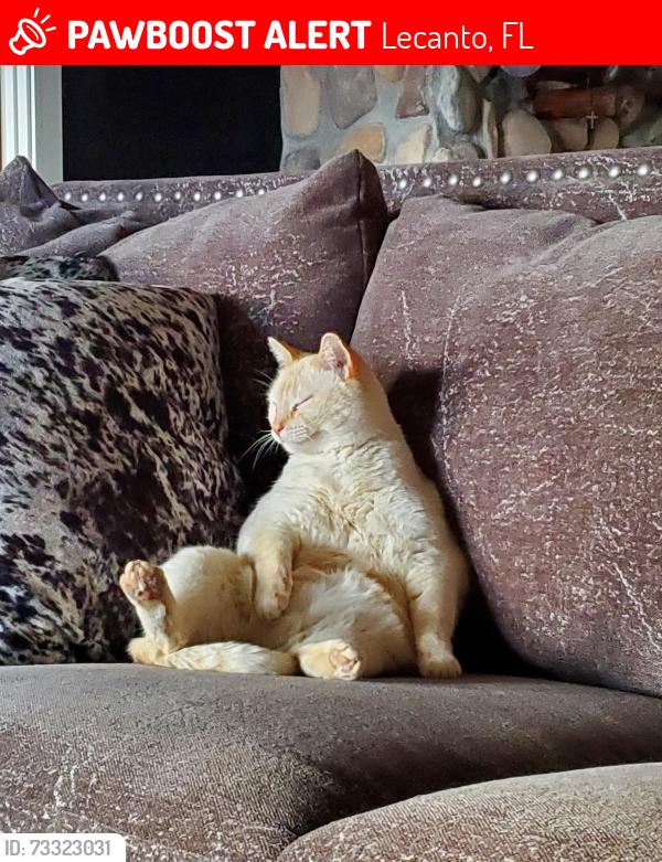 Lost Male Cat last seen Grover Clevland and S Lecanto Hwy, Lecanto, FL 34461