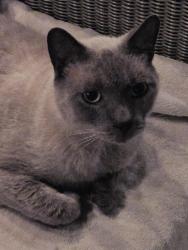 Reunited Unknown Cat last seen Page St and South Harrison, Cary, NC 27511