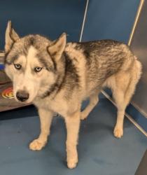 Shelter Stray Female Dog last seen Near BLOCK PENROD ST, DETROIT, MI 48228, 7401 Chrysler Dr, Detroit, MI 48211, USA