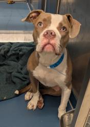 Shelter Stray Male Dog last seen Near BLOCK E MCNICHOLS RD, DETROIT MI 48205, 7401 Chrysler Dr, Detroit, MI 48211, USA