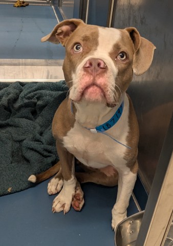 Shelter Stray Male Dog last seen Near BLOCK E MCNICHOLS RD, DETROIT MI 48205, 7401 Chrysler Dr, Detroit, MI 48211, USA