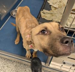 Shelter Stray Female Dog last seen Near BLOCK GREELEY ST, DETROIT MI 48203, 7401 Chrysler Dr, Detroit, MI 48211, USA