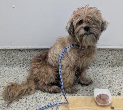 Shelter Stray Male Dog last seen Near BLOCK W 7 MILE RD, DETROIT MI 48203, 7401 Chrysler Dr, Detroit, MI 48211, USA