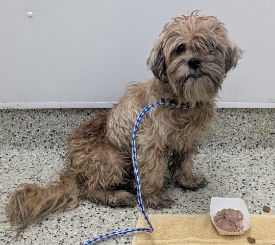 Shelter Stray Male Dog last seen Near BLOCK W 7 MILE RD, DETROIT MI 48203, 7401 Chrysler Dr, Detroit, MI 48211, USA