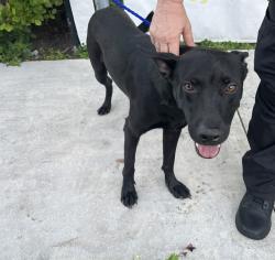 Shelter Stray Male Dog last seen Near BLOCK SW 119TH PL, 3599 NW 79th Ave, Doral, FL 33122, USA