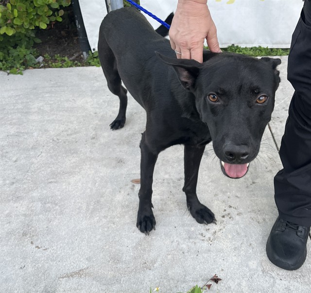 Shelter Stray Male Dog last seen Near BLOCK SW 119TH PL, 3599 NW 79th Ave, Doral, FL 33122, USA