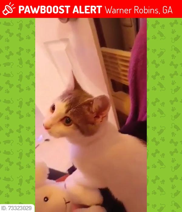 Lost Female Cat last seen Vesta, Southview and meadowdale, Warner Robins, GA 31088