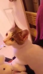 Lost Female Cat last seen Vesta, Southview and meadowdale, Warner Robins, GA 31088