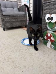 Reunited Unknown Cat last seen Across from PRMC, Fort Wayne, IN 46845