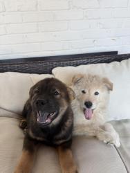 Lost Male Dog last seen Near an alley by cotillion park, Dallas, TX 75228