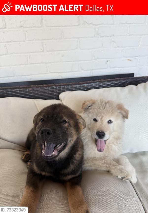 Lost Male Dog last seen Near an alley by cotillion park, Dallas, TX 75228