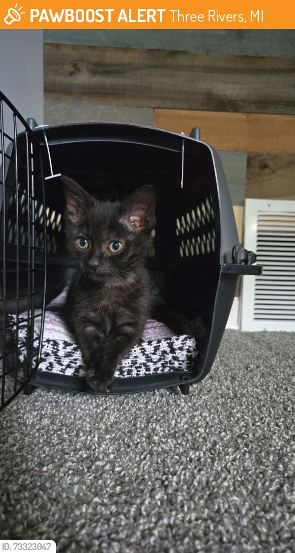 Found/Stray Female Cat last seen Millard Street, Three Rivers, MI 49093