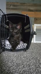Found/Stray Female Cat last seen Millard Street, Three Rivers, MI 49093