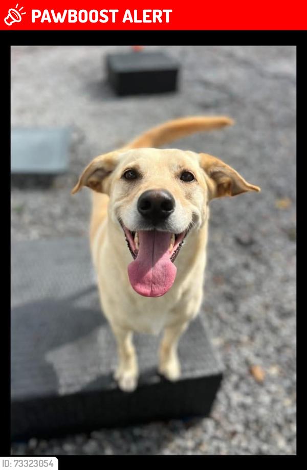 Lost Female Dog last seen Buffalo Ridge Road -, Santa Rosa County, FL 32571
