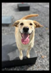 Lost Female Dog last seen Buffalo Ridge Road -, Santa Rosa County, FL 32571
