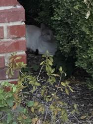 Found/Stray Unknown Cat last seen Murl, Irving, TX 75062