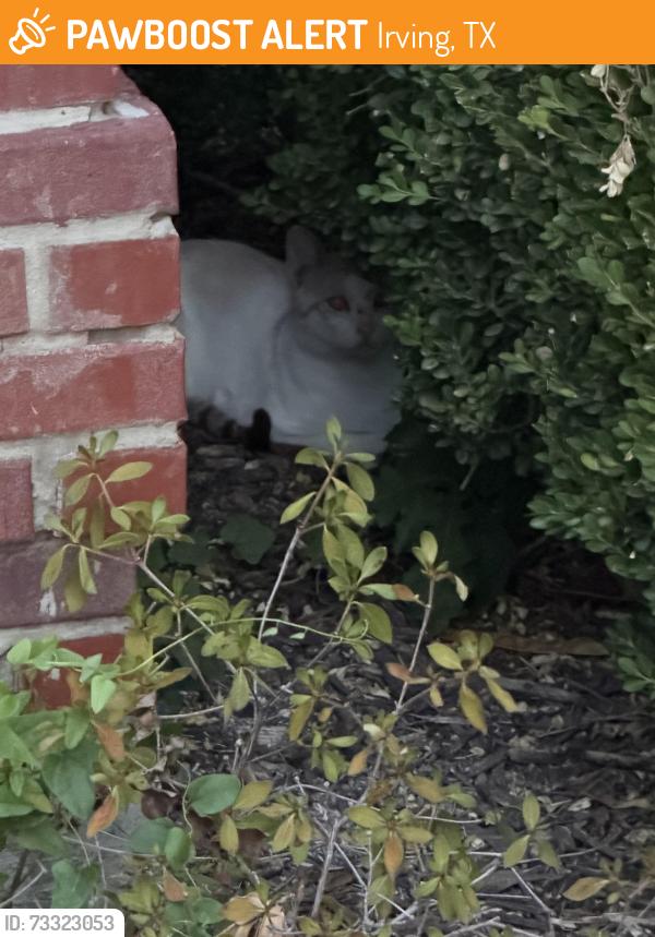 Found/Stray Unknown Cat last seen Murl, Irving, TX 75062