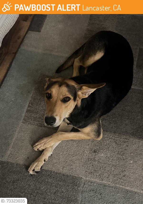 Found/Stray Female Dog last seen Elm / Lancaster blvd, Lancaster, CA 93534