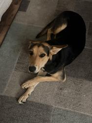 Found/Stray Female Dog last seen Elm / Lancaster blvd, Lancaster, CA 93534