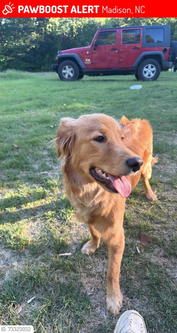 Lost Male Dog last seen Madison Beach Road and Kfork Road, Madison, NC 27025