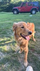 Lost Male Dog last seen Madison Beach Road and Kfork Road, Madison, NC 27025
