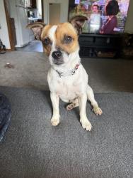 Lost Male Dog last seen Between Auction Rd and Bend Rd, Wilmington Township, PA 16142