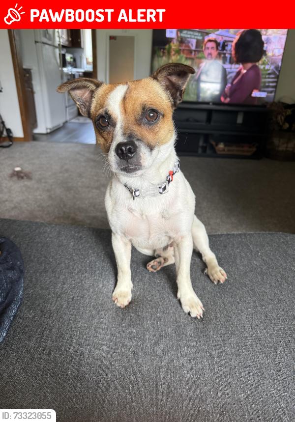 Lost Male Dog last seen Between Auction Rd and Bend Rd, Wilmington Township, PA 16142